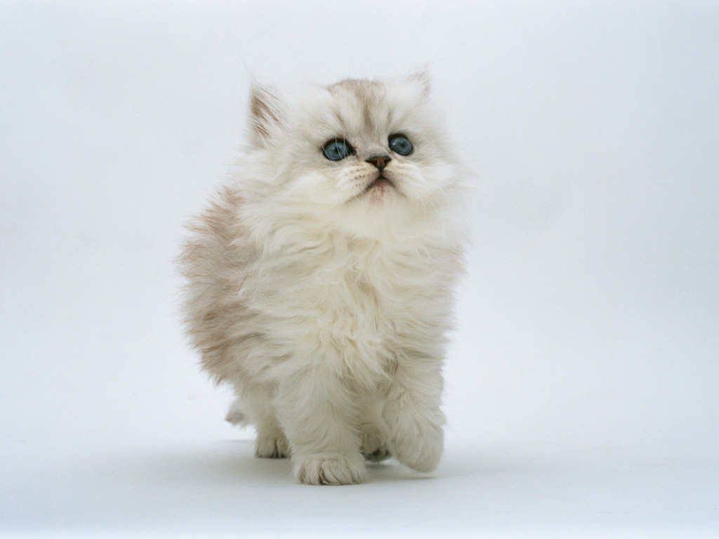 cute cat.jpg