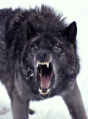 BLACK_WOLF__large.jpg