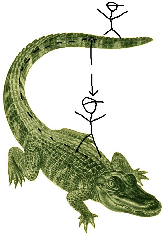 alligator 01.jpg