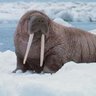 Walrus_Guy