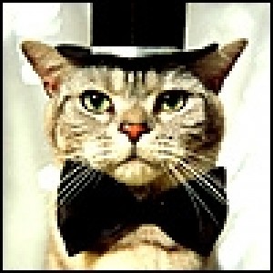 groom Cat avatar 100x100 13830