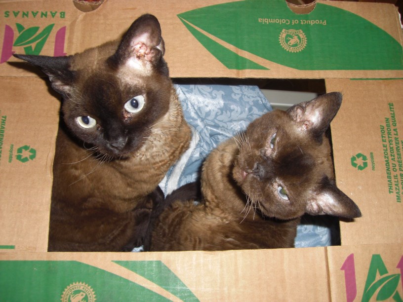 Cardboard Box Endeavors