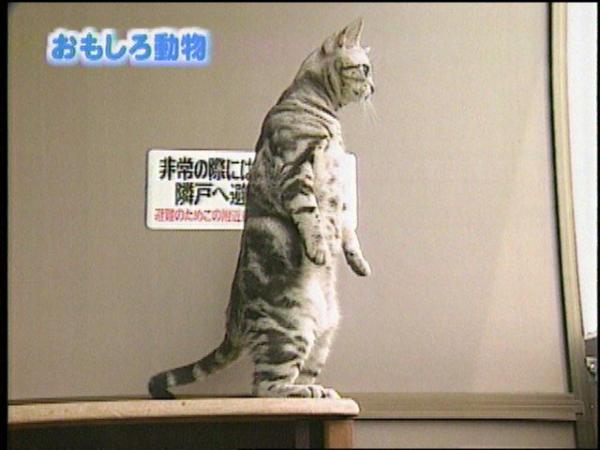 It takes a special kind of patience to train a cat to do... well, anything really.