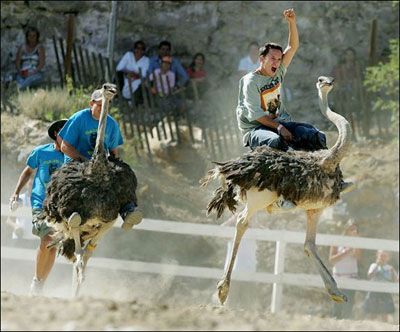This picture is absolutely 100% real. http://en.wikipedia.org/wiki/Ostrich#Racing in case you don